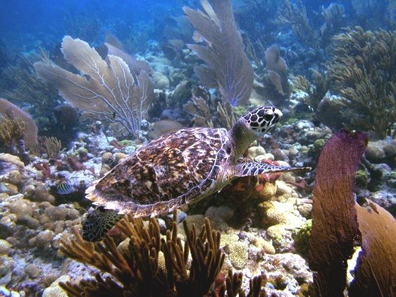 snorkeling looe key reef, looe key snorkeling trips 2022