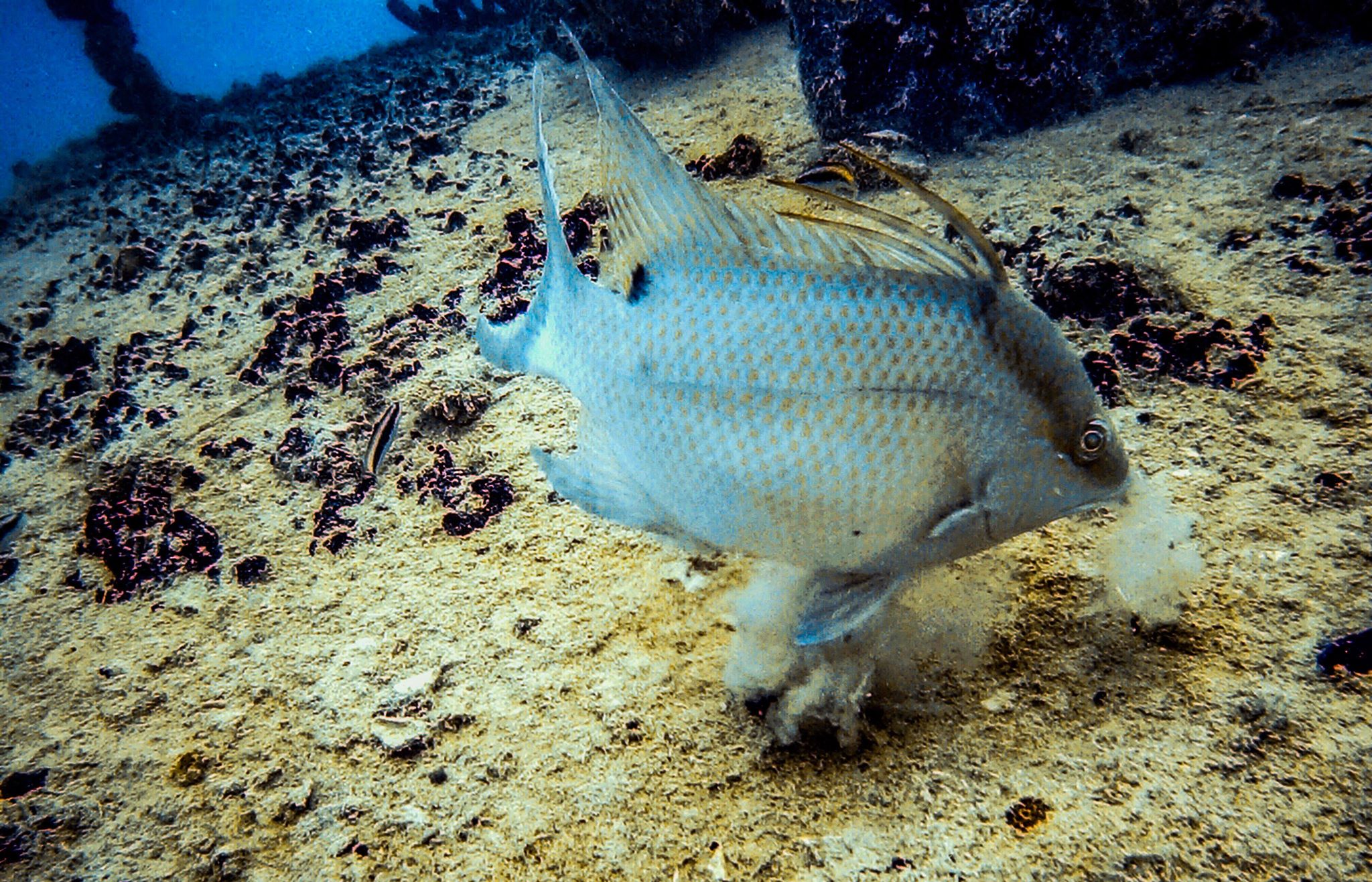 florida keys wreck diving, wreck diving florida keys