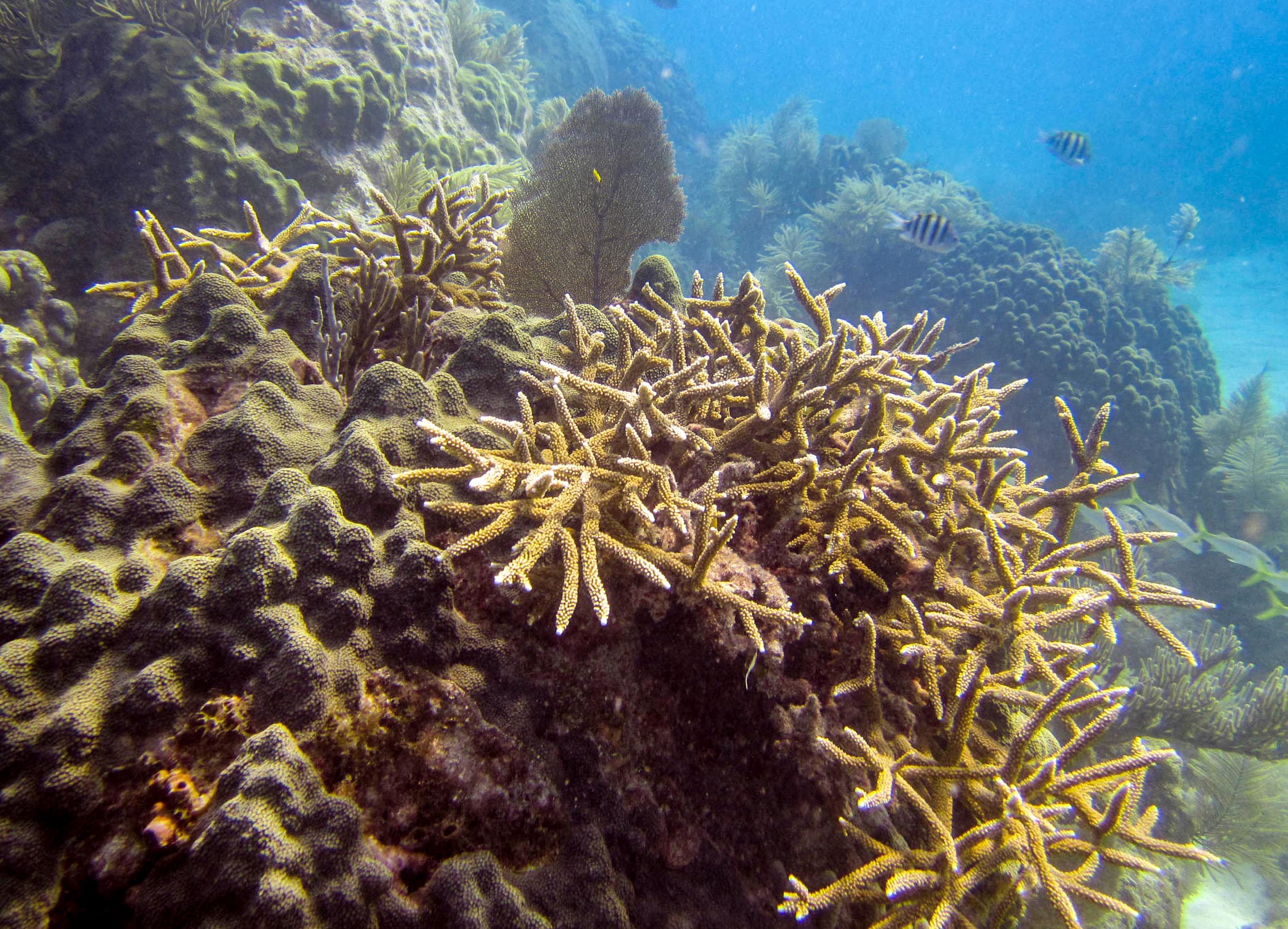 WildStaghornCoral 20101222 001