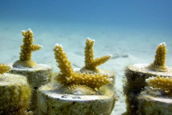 acropora fragments flkeys lg