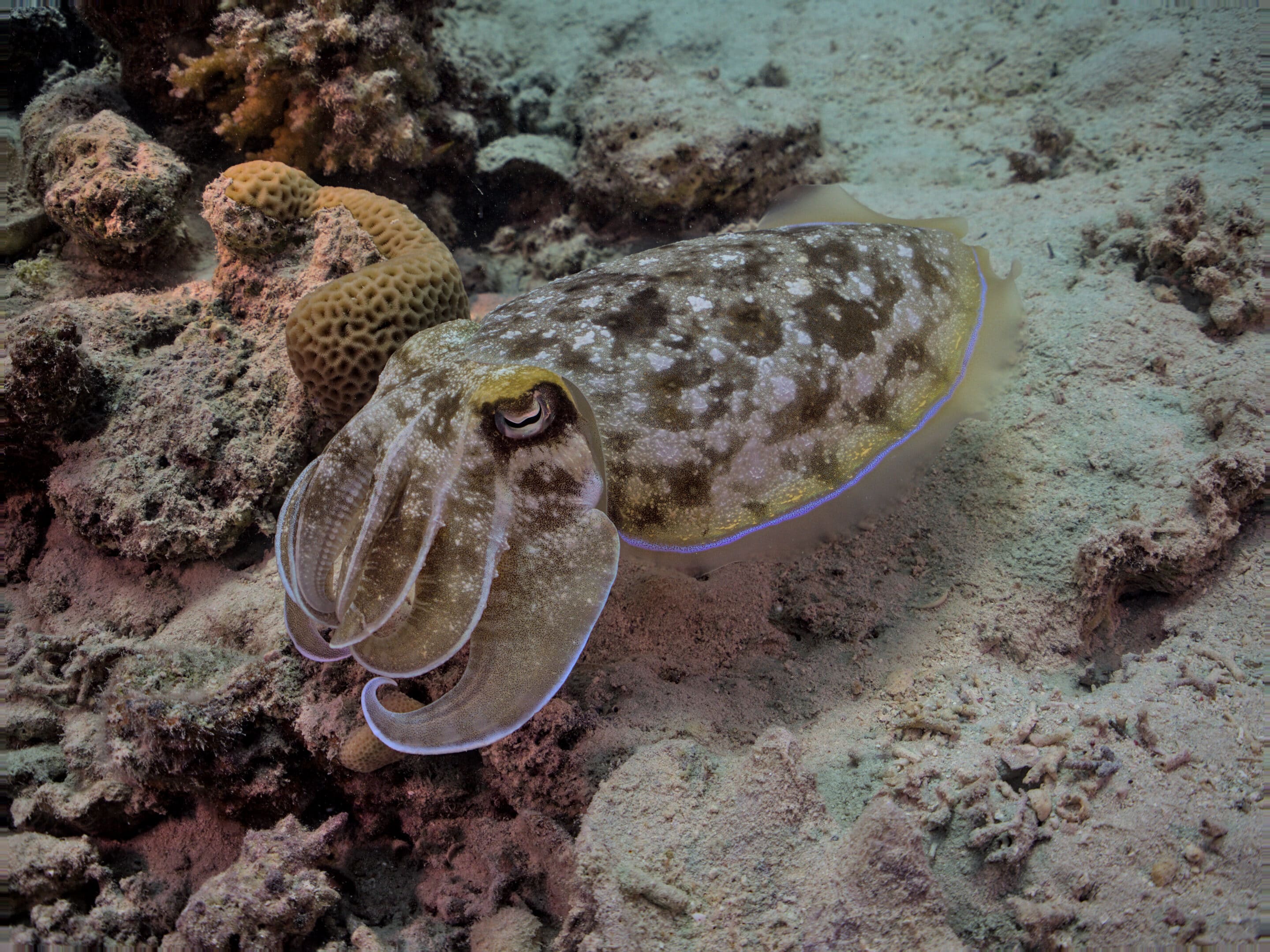 Cuttlefish1 scaled