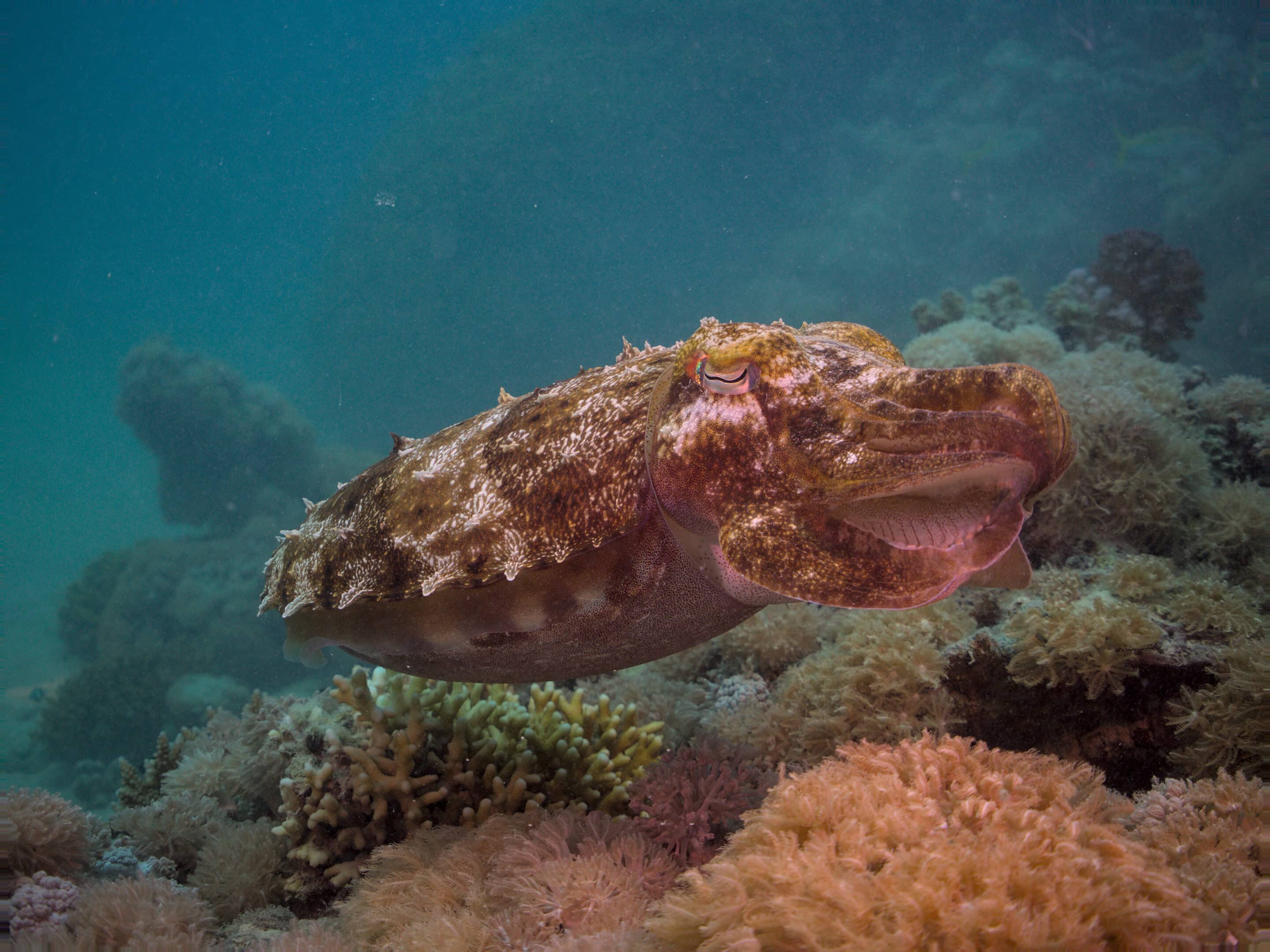 Cuttlefish10 scaled