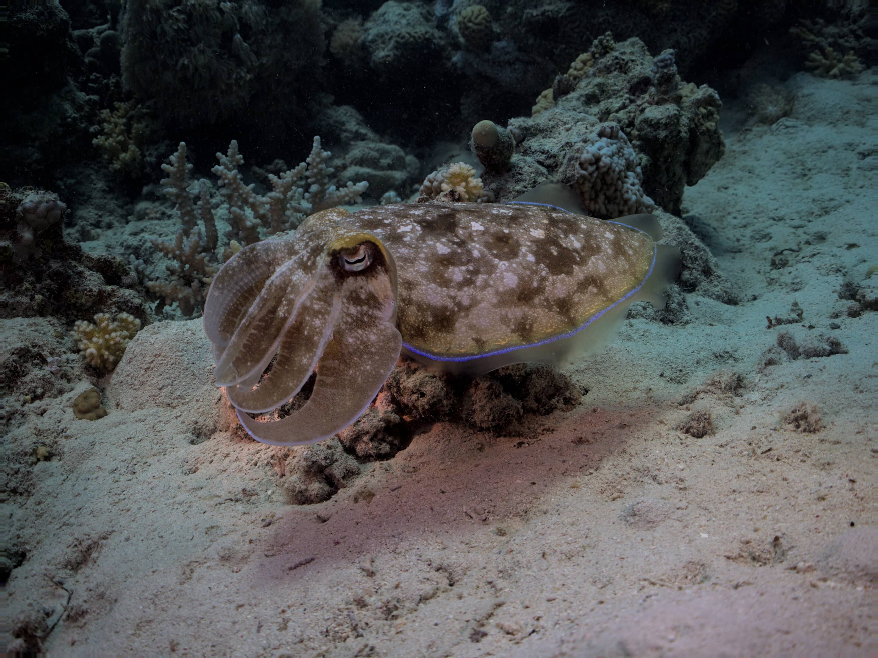 Cuttlefish2 scaled