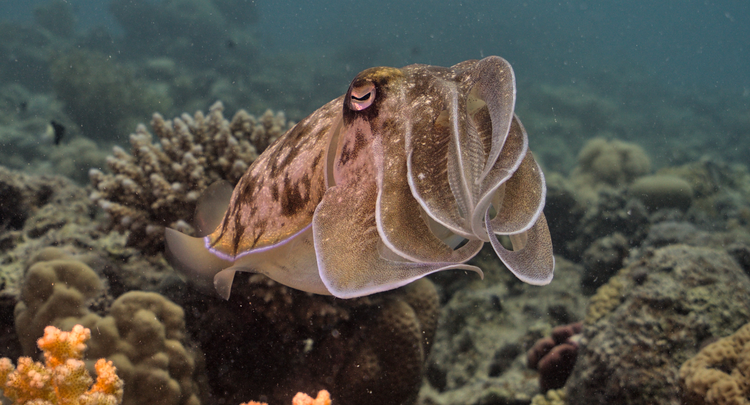 Cuttlefish4