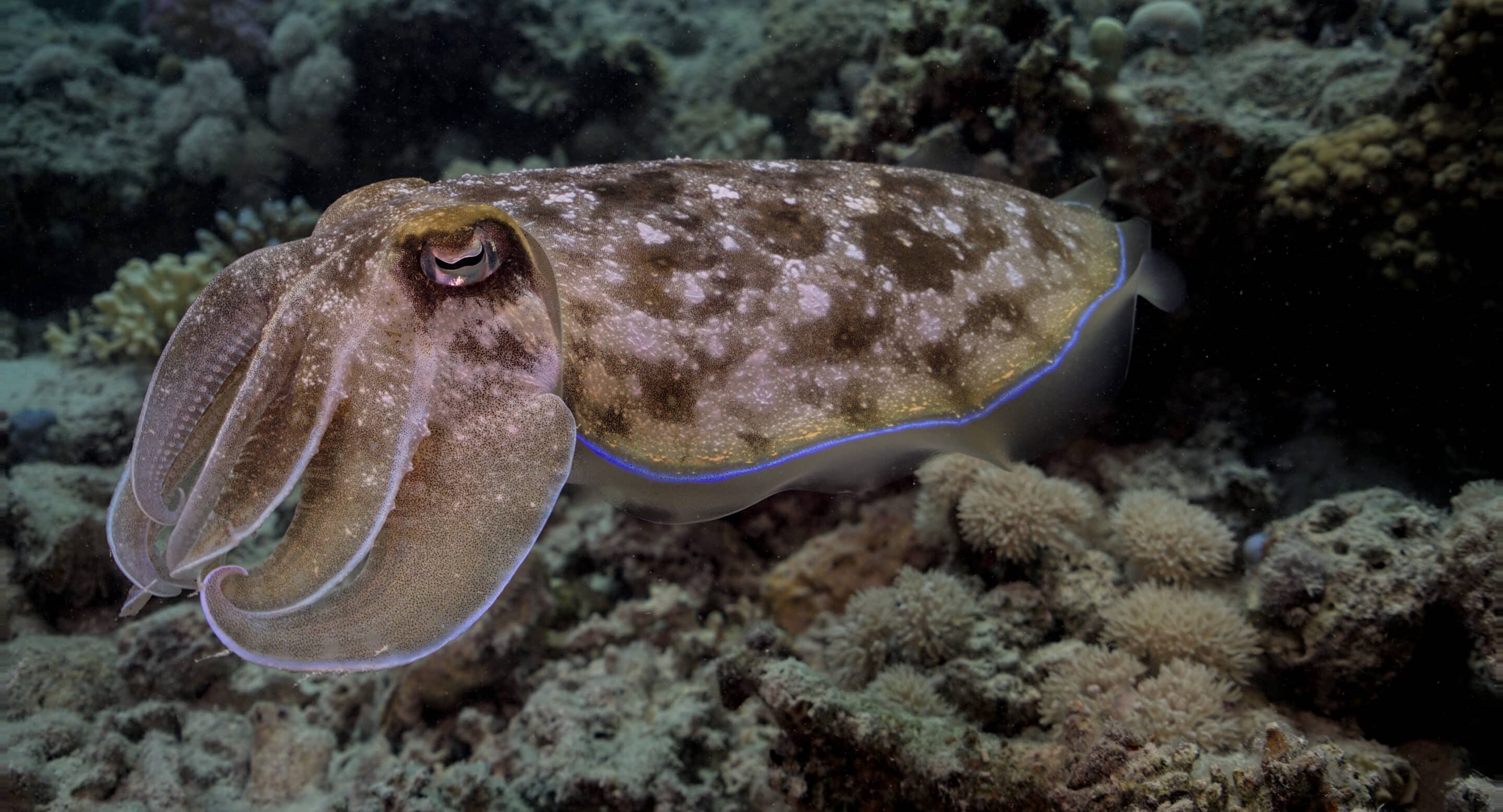 Cuttlefish7 scaled