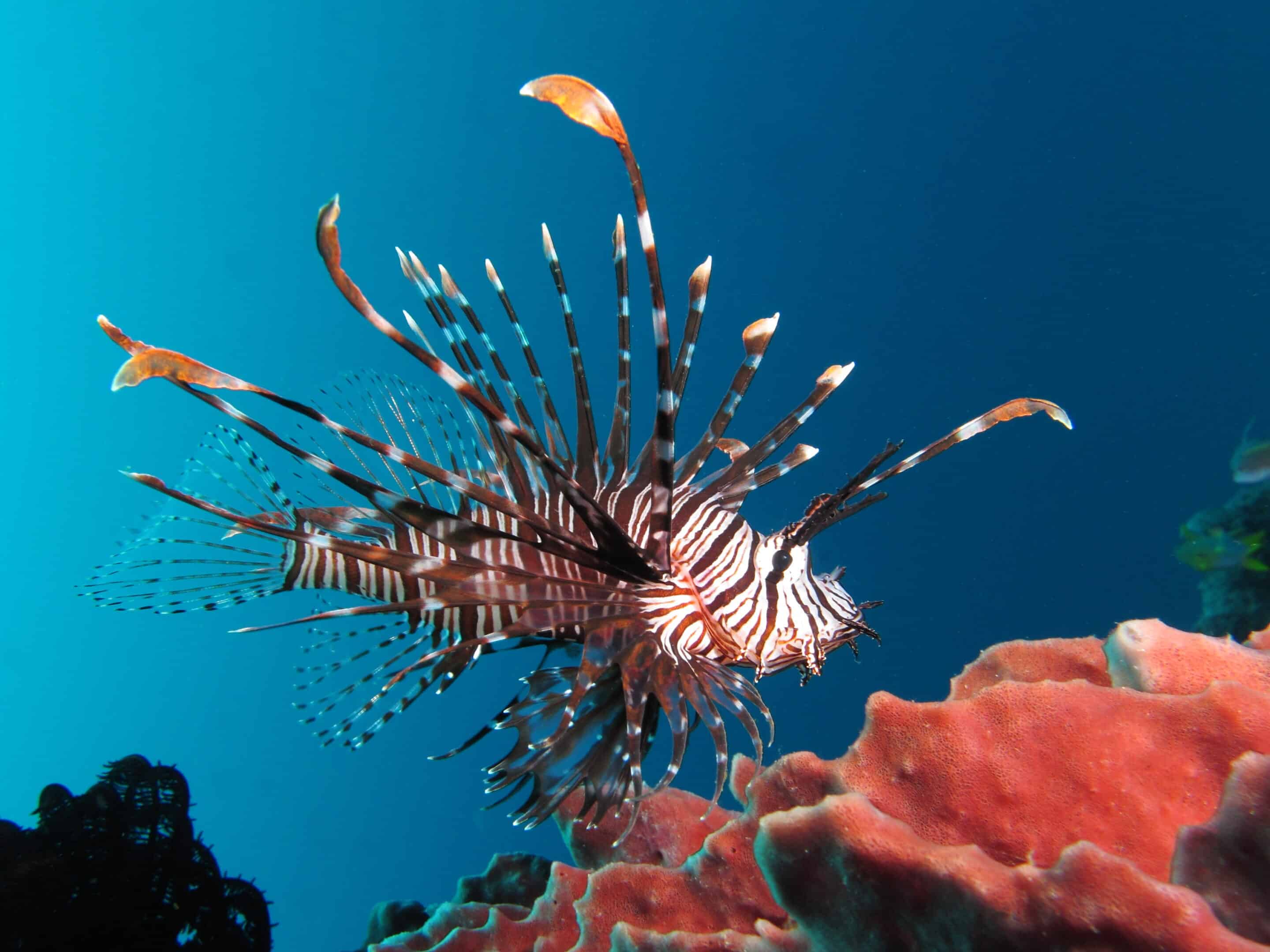 lionfish florida keys, why are lionfish invasive