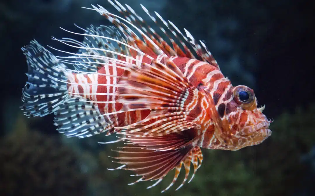 Why Are Lionfish Invasive?