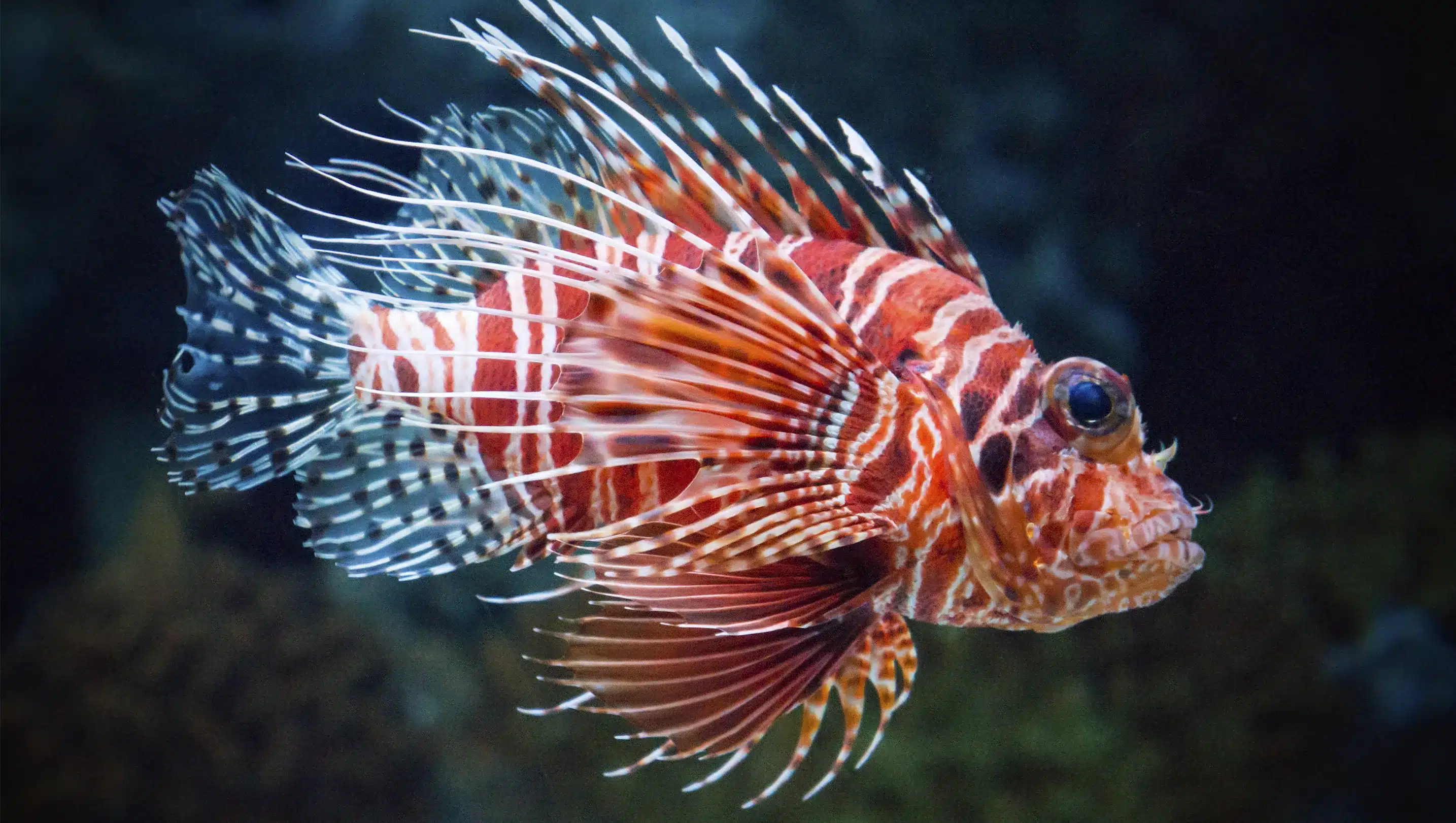 why are lionfish invasive, lionfish florida keys