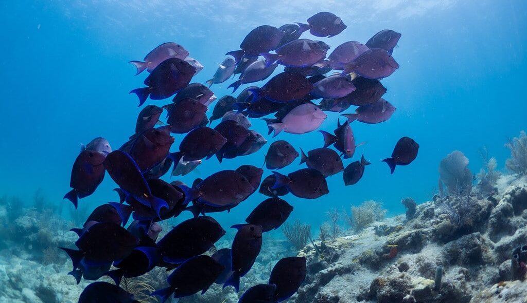 diving vs snorkeling image e1739927572444