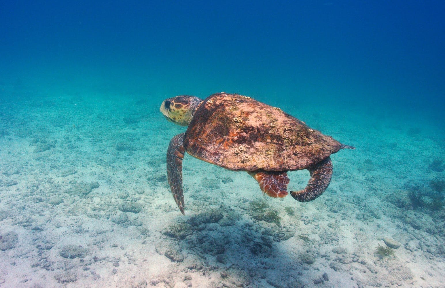 turtle swimming by on a dive trip