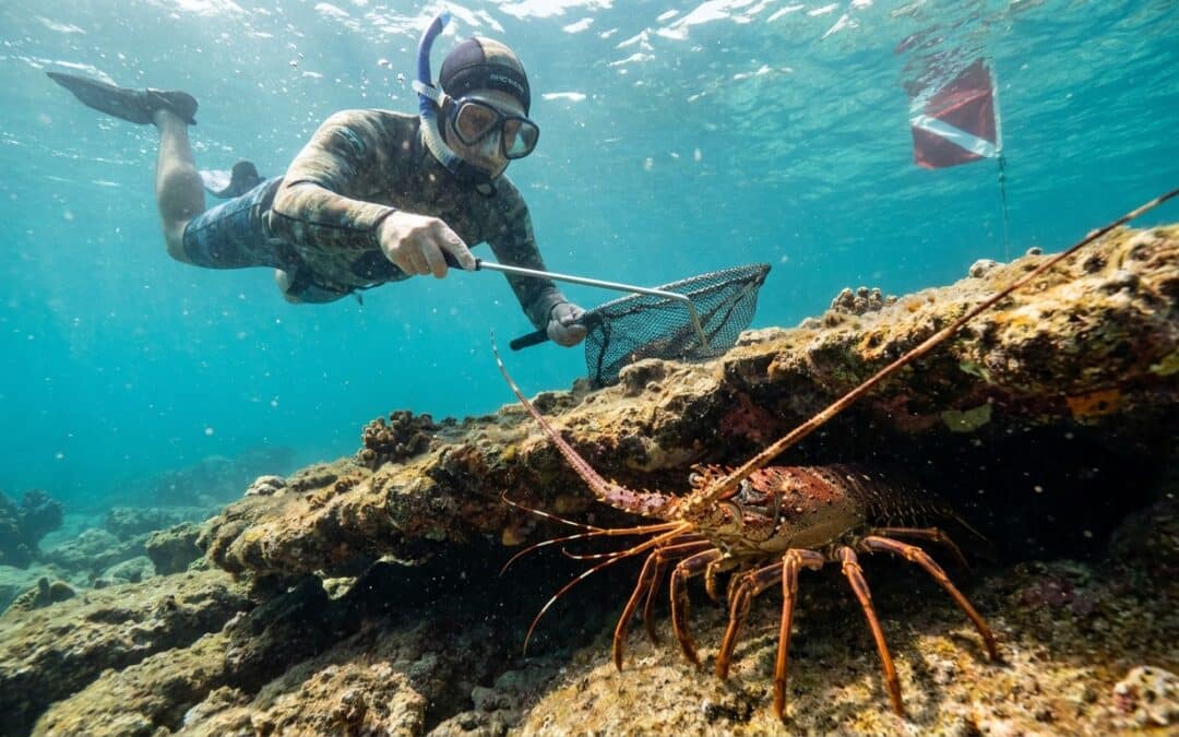 How to Catch Lobster in the Florida Keys