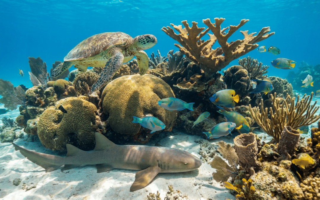 What You’ll See at Looe Key Reef: Coral, Fish, and Marine Life
